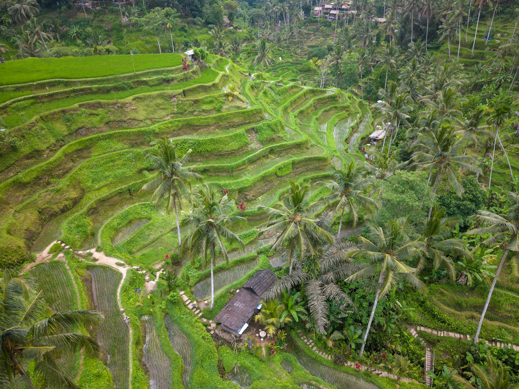 Bali — photo 2