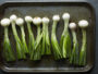 spring onions