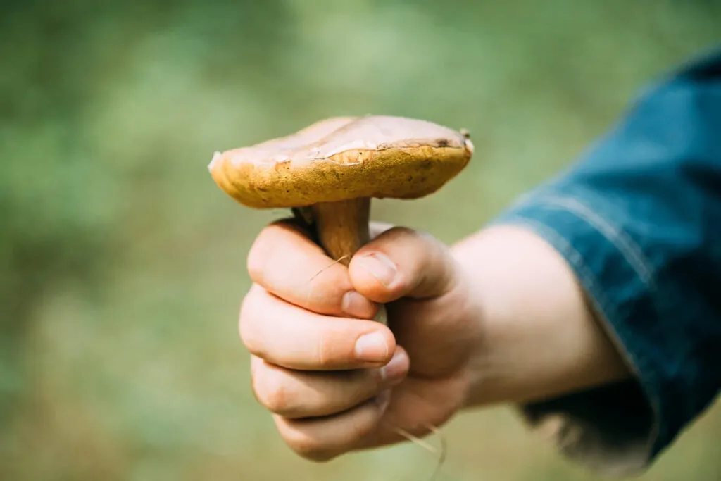 Récolter et cuisiner : recettes inspirées de la nature