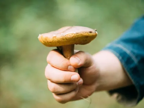 Cosecha y cocina: recetas inspiradas en la naturaleza