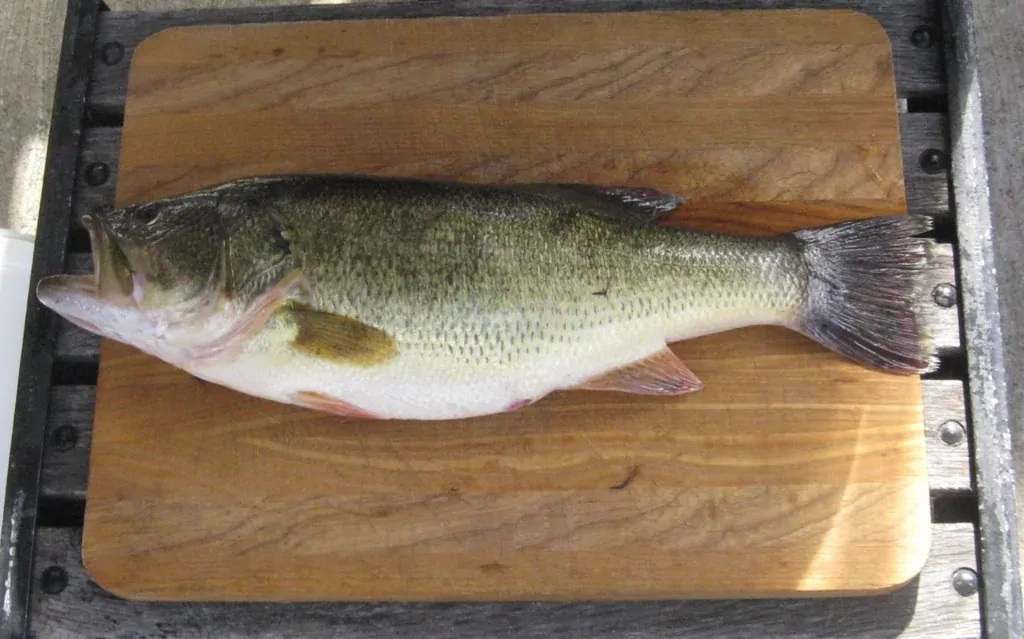 Black bass frais prêt à cuisiner Black bass frais prêt à cuisiner