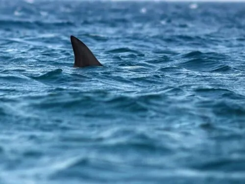 A shark was spotted near a beach