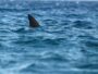 Aperçu d'un requin proche d'une plage