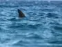 A shark was spotted near a beach