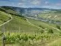 domaine viticole Var