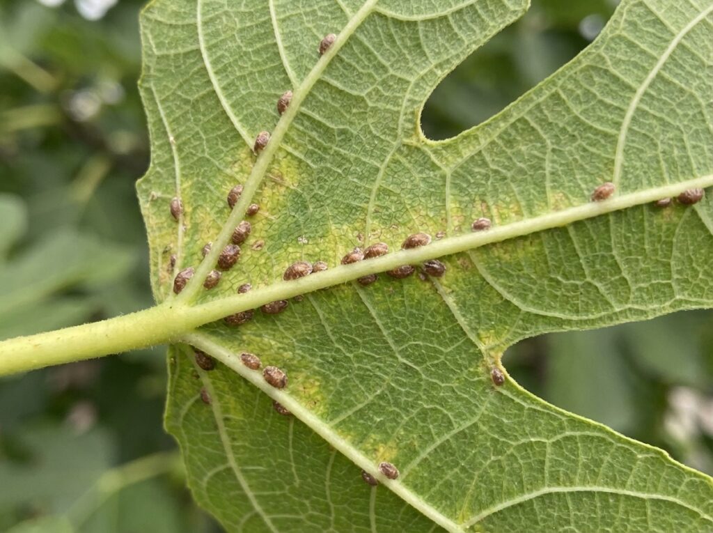 Cochinillas en las hojas de higuera