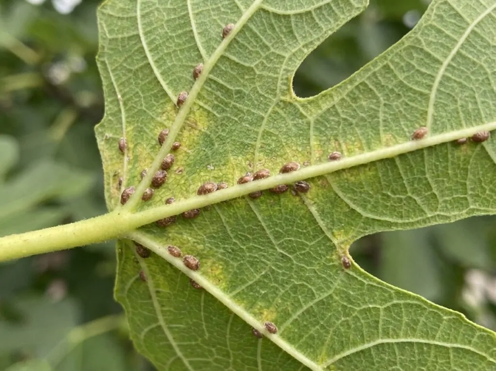 Les cochenilles sur les feuillles de figuier Les cochenilles sur les feuillles de figuier