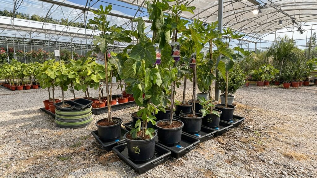 Cultivar higueras en macetas