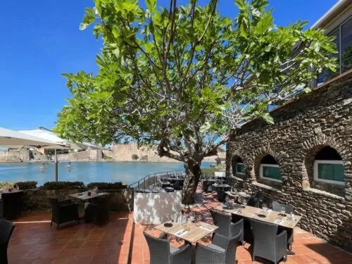 una higuera en un restaurante o una casa