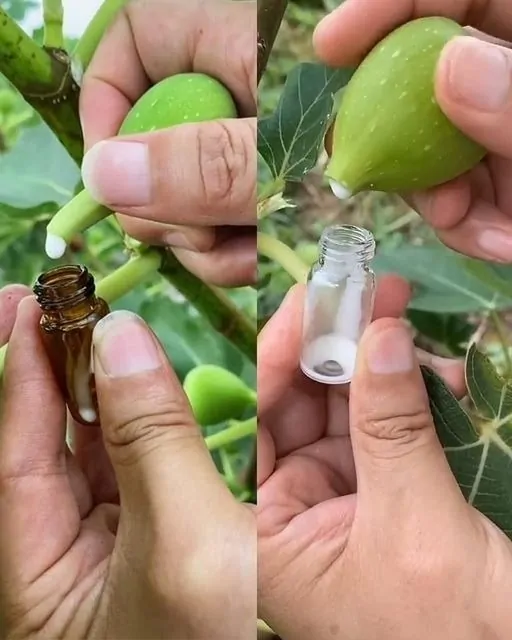 le latex irritant et curratif de la figue le latex irritant et curratif de la figue