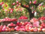 Discover 25 unique pink fruits that will transform your diet with their distinctive flavors and health benefits. Add a touch of color and novelty to your meals today!