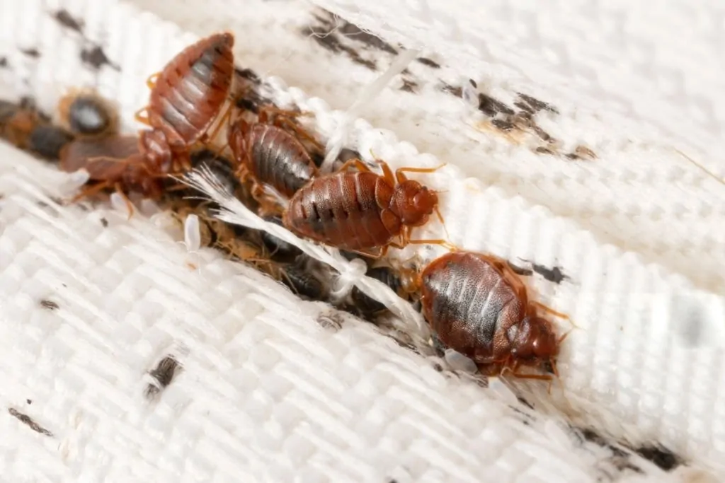 zoom punaises de lit dans un matelas