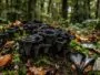 Trompettes de la mort noires en forme d'entonnoir sur sol forestier moussu