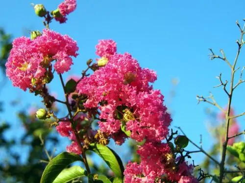 La lila india, que no teme al calor ni a las olas de calor