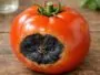 tomate maladie "cul noir"