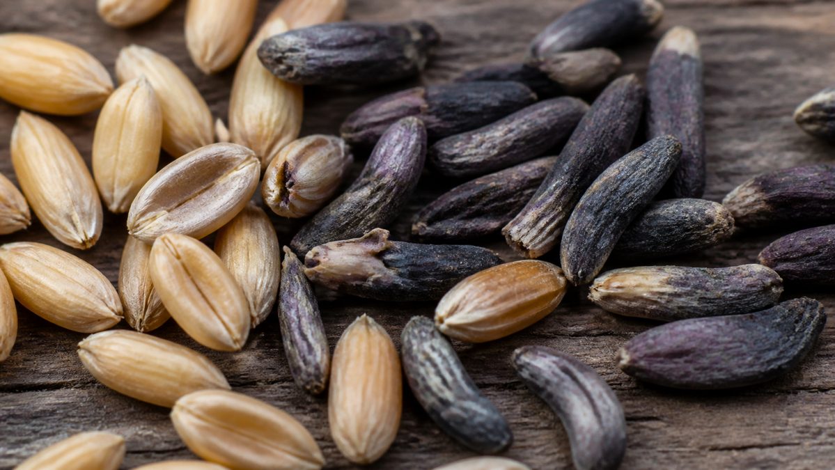 Contamination du petit épeautre par l'ergot Grains de céréale contaminés par l'ergot comparés à des grains sains