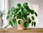 Green Pilea peperomioides in a decorative pot