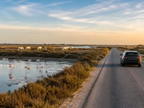 Route traversant les marais salants de Camargue avec des flamants roses au bord de l'eau