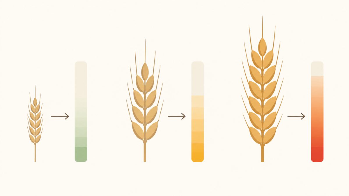 Teneur en gluten du petit épeautre comparée Schéma comparant la teneur en gluten du petit épeautre, du grand épeautre et du blé
