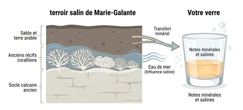 Verre de rhum du terroir salin de Marie-Galante Terroir salin de Marie-Galante dans un verre